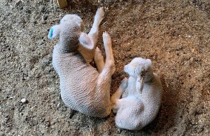Two white lambs