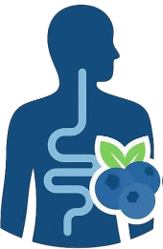 BlueBiome project logo: a human silhouette with a blueberry over the gut