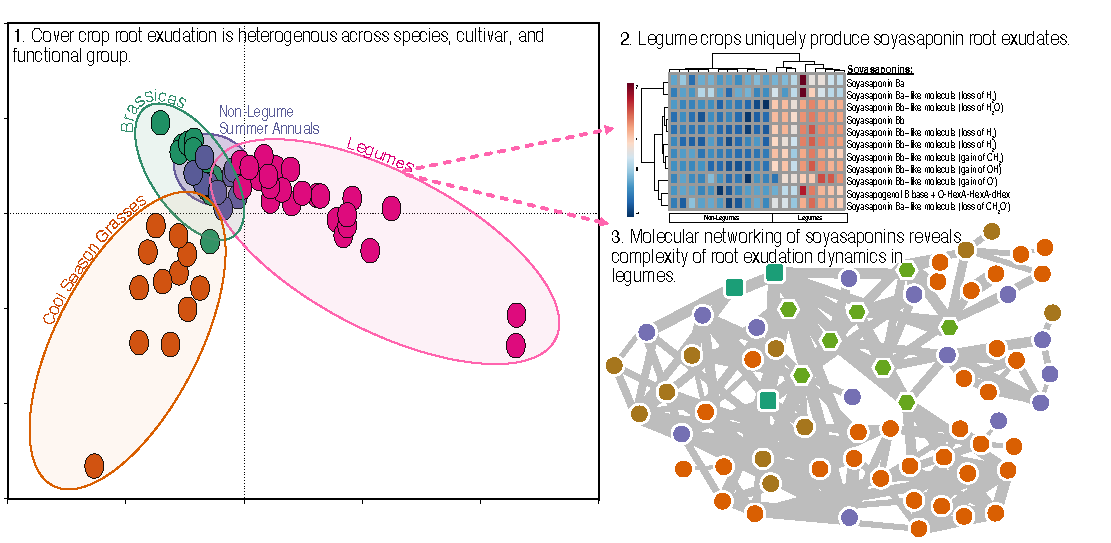 Root exudate chemical profile plots and a molecular network of cover crop species